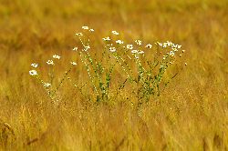 Fam. Hoedl GmbH in Wittau