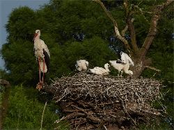 Fam. Hoedl GmbH in Wittau