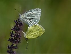Fam. Hoedl GmbH in Wittau
