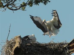 Fam. Hoedl GmbH in Wittau