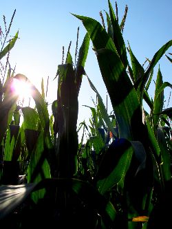 Fam. Hoedl GmbH in Wittau